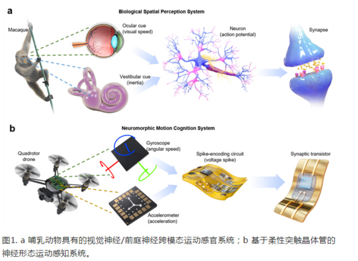 《自然通讯》刊登888.3net新浦京游戏科研团队最近研究成果：利用人工突触器件实现大脑的感官功能